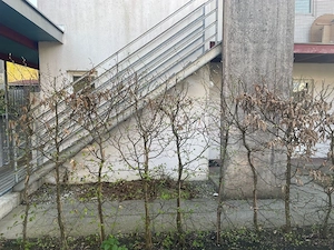 Hecke, Gebäusch, Sichtschutz, Pflanzen Bild 6