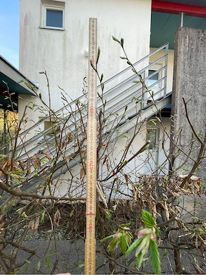 Hecke, Gebäusch, Sichtschutz, Pflanzen Bild 4