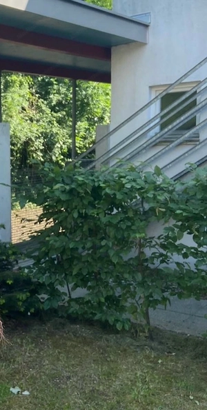 Hecke, Gebäusch, Sichtschutz, Pflanzen