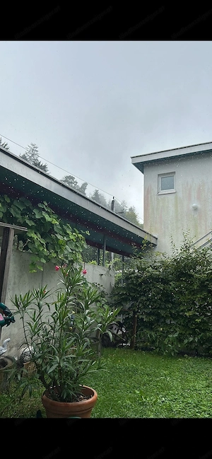 Hecke, Gebäusch, Sichtschutz, Pflanzen