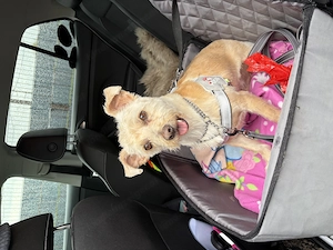Hundesalon - Rund um den Hund -   ihr Hundefrisör Bild 7