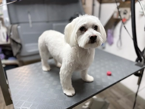 Hundesalon - Rund um den Hund -   ihr Hundefrisör Bild 3