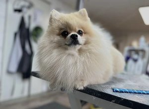 Hundesalon - Rund um den Hund -   ihr Hundefrisör Bild 2