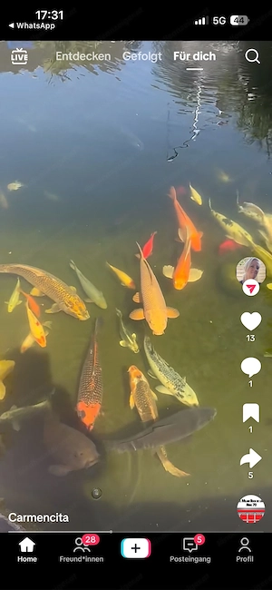 Koi Fisch zuverkaufe Bild 2