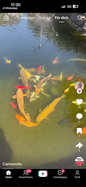 Koi Fisch zuverkaufe Bild 5