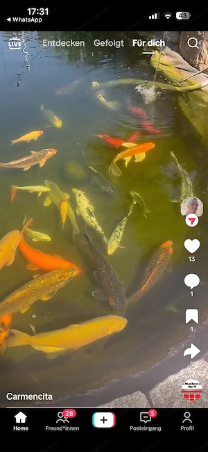Koi Fisch zuverkaufe Bild 3