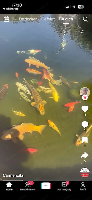 Koi Fisch zuverkaufe Bild 4