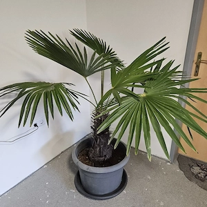 Verkaufe sehr schöne Fächerpalme
