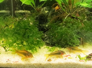 Welse Panzerwelse Peru Gold-strip CW10  Bild 3