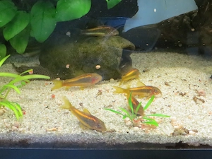 Welse Panzerwelse Peru Gold-strip CW10  Bild 2