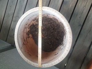 Pflanzentopf  zu verkaufen  um 10 Euro 