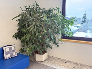 2 schöne, große Hydrokultur-Zimmerpflanzen Bild 2