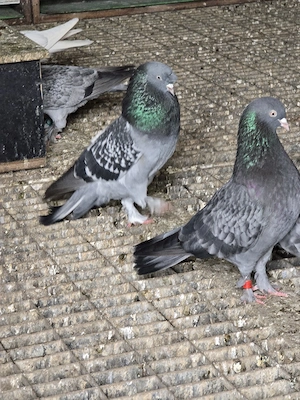     Salto-   Taklatauben zu verkaufen
