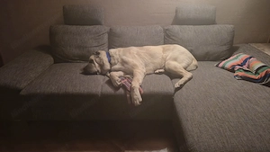 Hund Django braucht dringend Medizin Bild 2