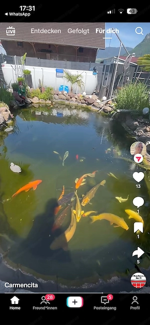 Koi Fisch zuverkaufe Bild 7