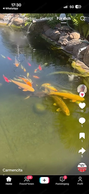 Koi Fisch zuverkaufe Bild 6