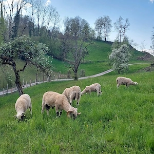 Suche landwirtschaftliches Grundstück in Nenzing und Umgebung zu pachten.
