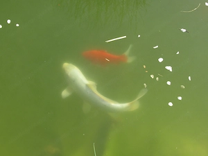 Goldfische und Koifische zu verkaufen  Bild 2