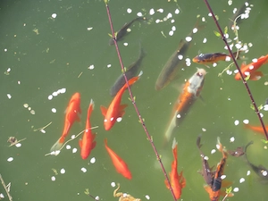 Goldfische und Koifische zu verkaufen  Bild 3