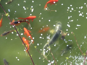 Goldfische und Koifische zu verkaufen  Bild 4