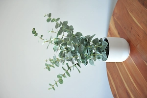 Pflanze Deko mit Wase (Ikea)