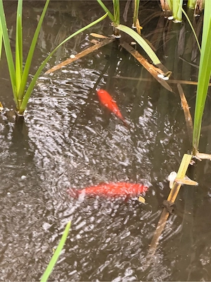 2 Goldfische zu verschenken in Zwischenwasser Bild 2