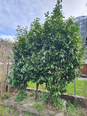 Kirschlorbeer zu verschenken Bild 3