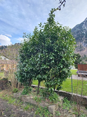 Kirschlorbeer zu verschenken Bild 2