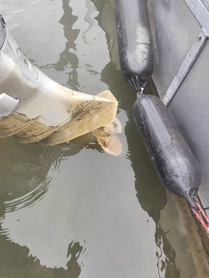 Honda 40Ps Außenborder Bild 3