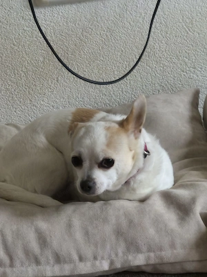 Wir suchen ein neues Zuhause  Bild 2