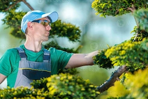 Gartenarbeit Gärtner ,Hecke,Rasen, Bäume  Bild 3