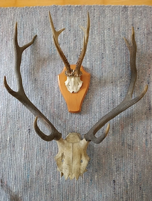 Geweihe groß und klein zum Aufhängen Bild 2