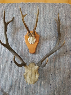 Geweihe groß und klein zum Aufhängen