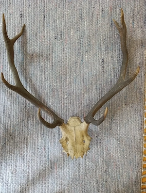 Geweihe groß und klein zum Aufhängen Bild 3