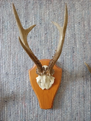 Geweihe groß und klein zum Aufhängen Bild 4