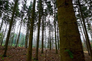 Suche Wald zum Ankauf in Dornbirn und Umgebung