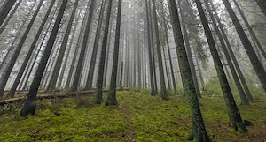 Suche Wald zum Ankauf in Dornbirn und Umgebung Bild 2