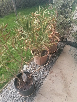 Oleander und....  Bild 3