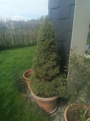 Oleander und....  Bild 2