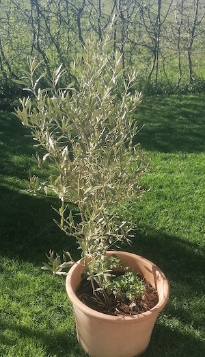 Oleander und....  Bild 4