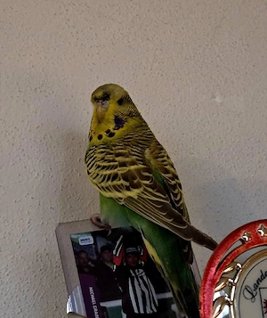 Vogelkäfig mit 2 Wellensittichen Bild 2