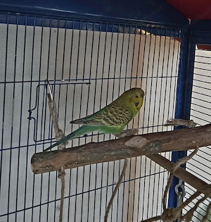 Vogelkäfig mit 2 Wellensittichen Bild 4