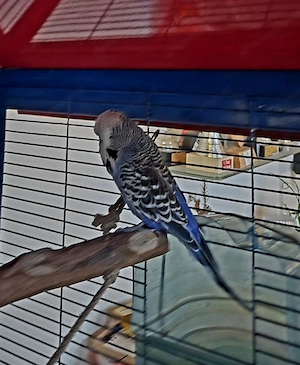 Vogelkäfig mit 2 Wellensittichen Bild 3