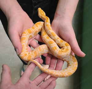 Albino- und Scheckenpythons suchen ein neues Zuhause Bild 4