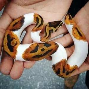 Albino- und Scheckenpythons suchen ein neues Zuhause Bild 2