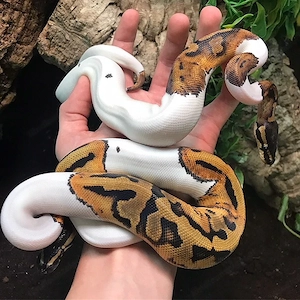 Albino- und Scheckenpythons suchen ein neues Zuhause Bild 3