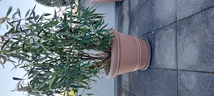 Oleander mit Topf