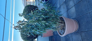 Oleander mit Topf Bild 2