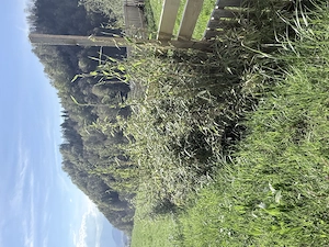 Bambus Fargesia horstartig Bild 3