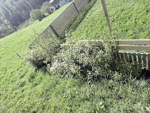 Bambus Fargesia horstartig Bild 2